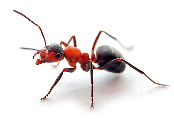 Animação de uma formiga